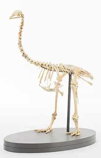 Скелет Pachyornis geranoides