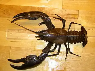 Американский сигнальный рак