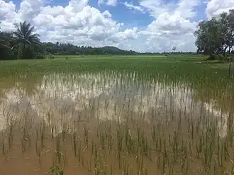 Вид на местность в восточной части бывшего барая летом 2018 года