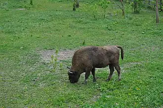 Пасущийся зубр