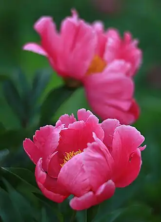 Paeonia 'Fen Yu Nu'Россия. Владимирская область.