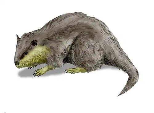 Palaeocastor, реконструкция