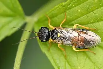 Пилильщик Pamphilius hortorum