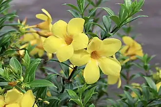 Цветущее растение