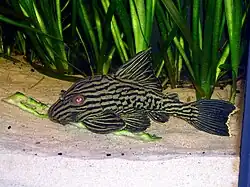 Panaque nigrolineatus