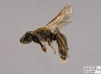 Panurginus beardsleyi