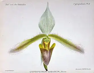 Ботаническая иллюстрация из книги «Dictionnaire Iconographique des Orchidees», 1896 г.