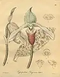 Paphiopedilum dayanum ботаническая иллюстрация из книги "Xenia Orchidacea" 1900 г.