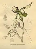 Paphiopedilum haynaldianum. Ботаническая иллюстрация из книги «Xenia Orchidacea» 1900 г.