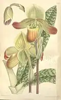 Paphiopedilum mastersianum ботаническая иллюстрация из книги Curtis's botanical magazine, 1898 г.