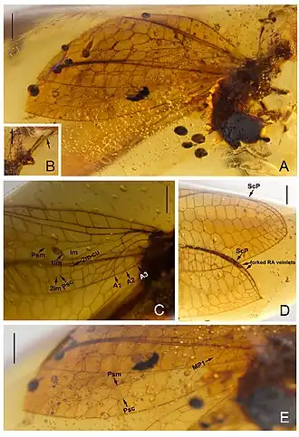 Parabaisochrysa xingkei, голотип