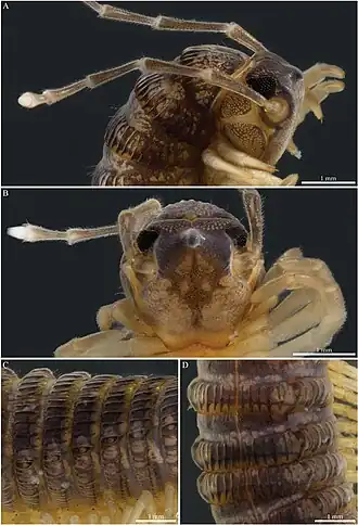 Самец, голотип