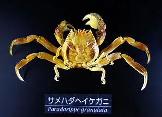 Paradorippe granulata