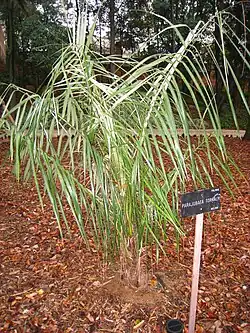 Молодая пальма в ботаническом саду Мадрида