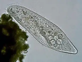 Инфузория-туфелька (Paramecium caudatum)