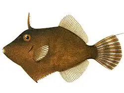 Paramonacanthus sulcatus