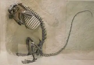 Американского музея естественной истории