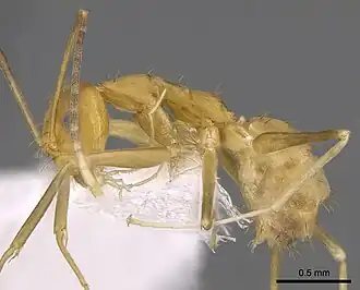 Paraparatrechina pallida