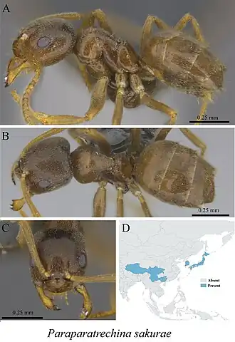 Paraparatrechina sakurae