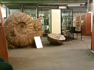 Гигантский аммонит в Вестфальском музее естественной истории (Мюнстер, Германия)