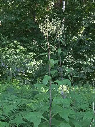 Лжекрестовник копьевидный (Parasenecio hastatus), Академгородок (Новосибирск)