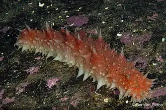 Parastichopus tremulus