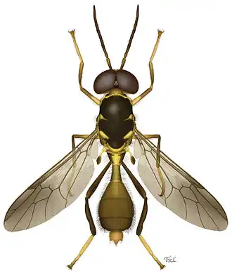 Муха Parastratiosphecomyia freidbergi