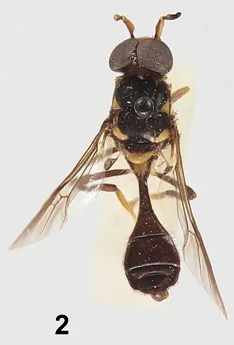 Муха Parastratiosphecomyia stratiosphecomyioides