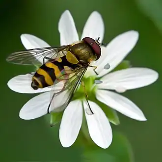 Parasyrphus lineolus