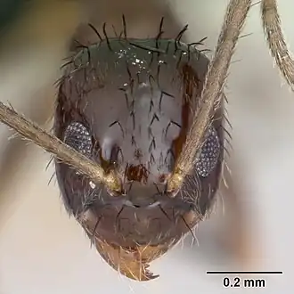 Муравей Nylanderia vividula