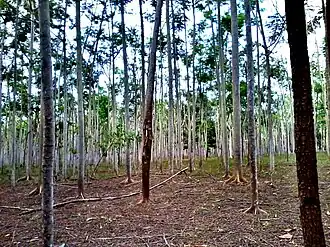 Лес, состоящий из анаденантеры иноземной