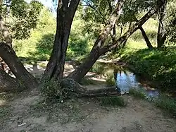 Раменка в Парке 50-летия Октября, август 2018 года