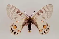 Parnassius charltonius самка