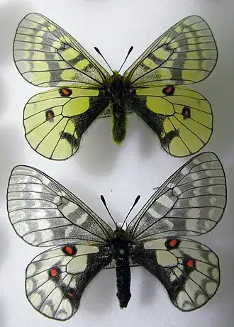 Аполлон Эверсманна