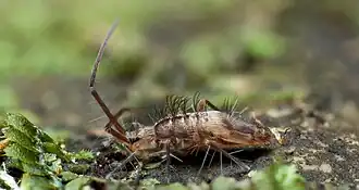 Коллембола Paronellidae