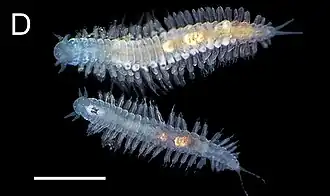 Parougia ceruleibohnorum