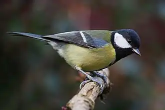 Большая синица (Parus major)