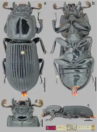 Passalus striatissimus
