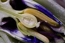 Цветок в разрезе