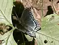 Limenitis arthemis astyanax