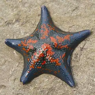 Patiria pectinifera, вид сверху