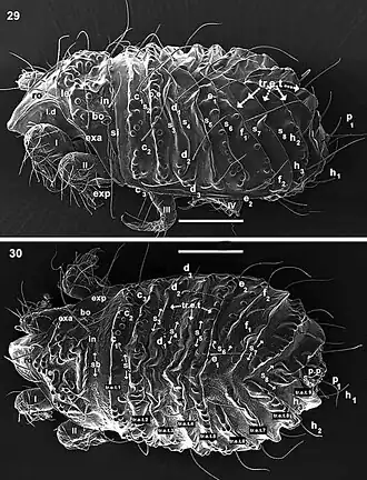Paulianacarus costaricensis