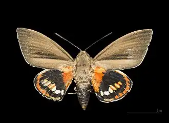 Самец Paysandisia archon