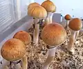 Psilocybe cubensis содержит псилоцин и псилоцибин