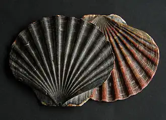 Большой гребешок (Pecten maximus)