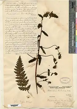 Образец, собранный Кэтрин Фурбиш в 1880 году