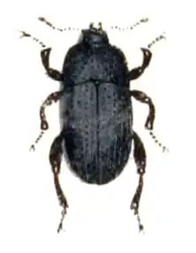 Pedinus femoralis