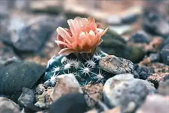 Pediocactus bradyi