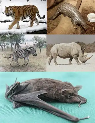&nbsp;Сверху (Ferae): амурский тигр (хищные), китайский панголин (панголины).&nbsp;По середине (непарнокопытные): бурчелловы зебры, белый носорог.&nbsp; Снизу сейшельский мешкокрыл (рукокрылые).
