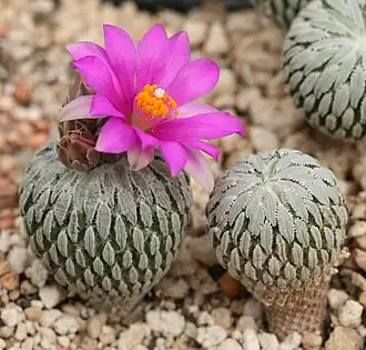 Pelecyphora aselliformis